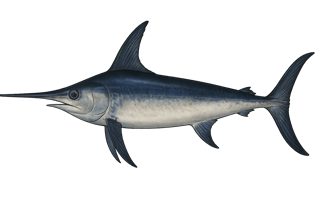 Espadon - Xiphias gladius