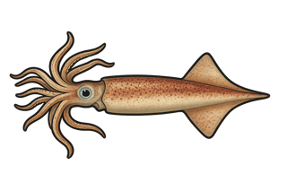 Calamar - Loligo vulgaris
