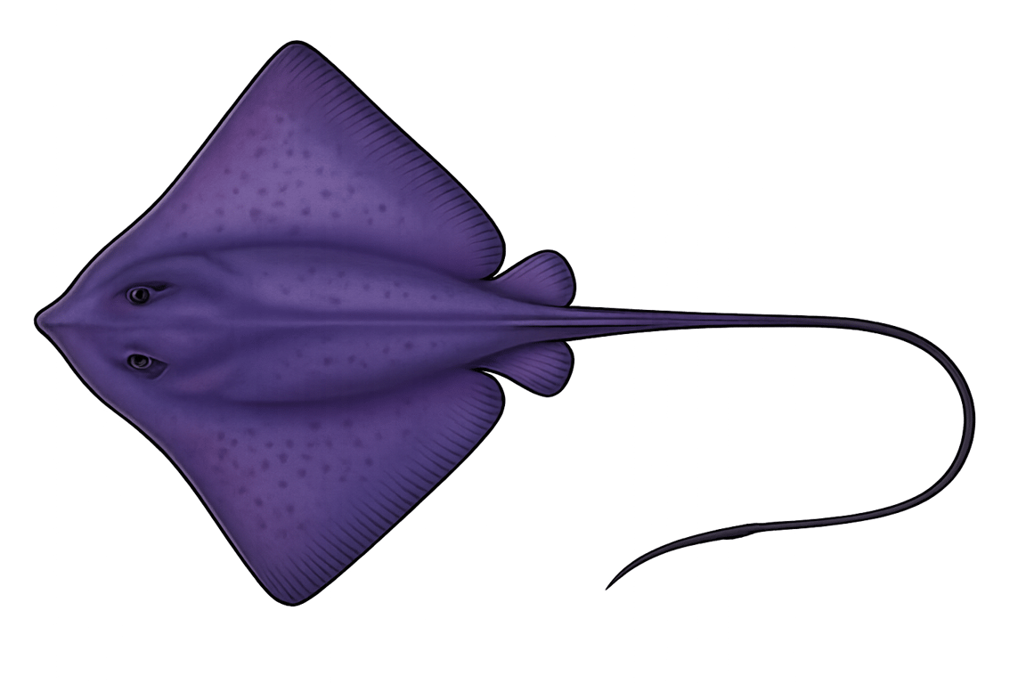 Raie pastenague violette (Pteroplatytrygon violacea) - poisson d'eau douce pouvant atteindre 90 cm