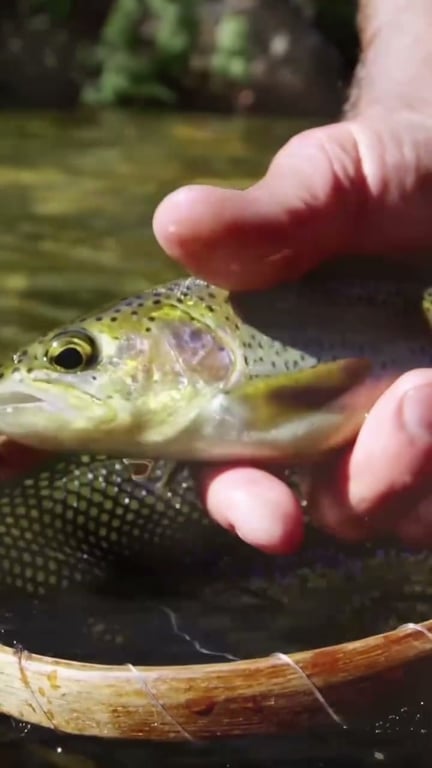Histoire et évolution du swimbait : le leurre géant pour carnassiers