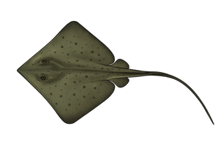 Pastenague commune - Dasyatis pastinaca