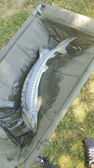 Image 8 — Débutant pêche a la carpe au coup