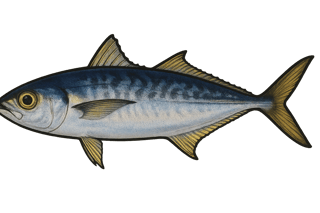 Chinchar - Decapterus macarellus