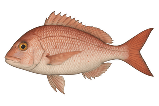 Pagre commun - Pagrus pagrus