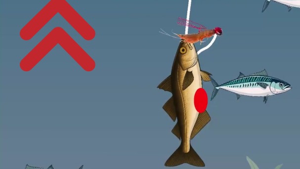 Le Barotraumatisme : Sauver les Poissons Remontés des Profondeurs