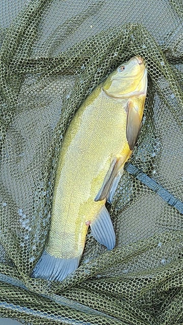 Image 15 — Débutant pêche a la carpe au coup