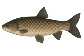Carpe de roseau - Mylopharyngodon piceus