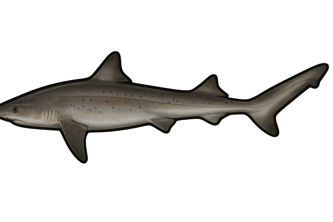 Requin hâ (Galeorhinus galeus) - poisson d'eau douce pouvant atteindre 200 cm