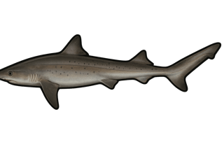 Requin hâ - Galeorhinus galeus
