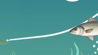 Pêche du bar du bord au printemps : techniques, spots et réglementation 2026