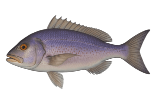 Denti - Dentex gibbosus