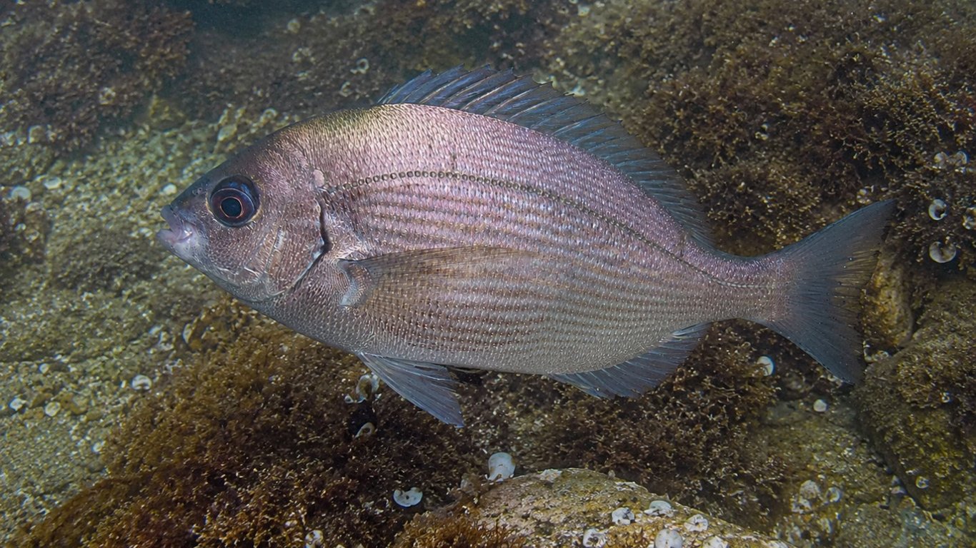 La dorade grise : tout savoir pour réussir sa pêche au bouchon