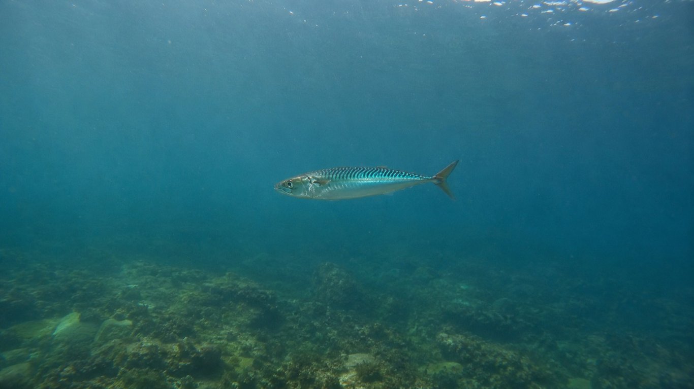 Nouvelle réglementation de la pêche du maquereau en 2026