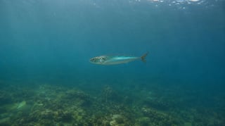 Nouvelle réglementation de la pêche du maquereau en 2026