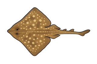 Raie fleurie - Leucoraja naevus