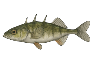 Épinoche - Gasterosteus aculeatus