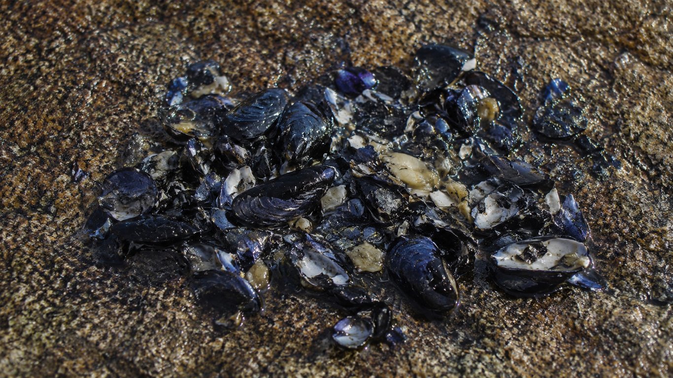 Moule écrasé