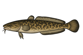 Lotte de rivière - Lota lota