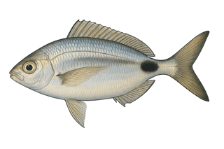 Oblade à bande noire - Oblada melanura melanura