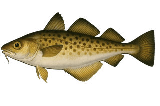 Capelan de Méditerranée - Trisopterus minutus capelanus