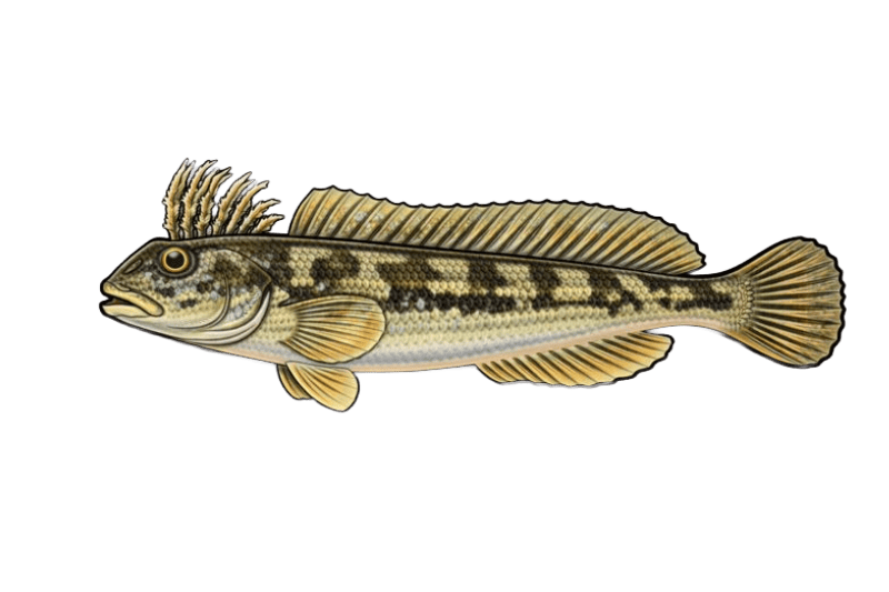 Blennie fluviatile (Salaria fluviatilis) - poisson d'eau douce pouvant atteindre 15 cm