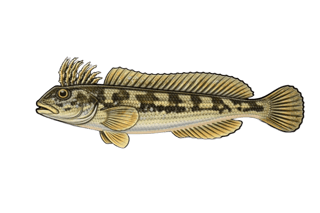 Blennie fluviatile - Salaria fluviatilis