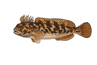 Blennie gattorugine - Parablennius gattorugine