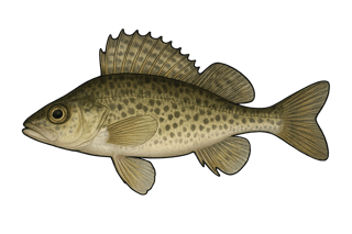 Grémille - Gymnocephalus cernua