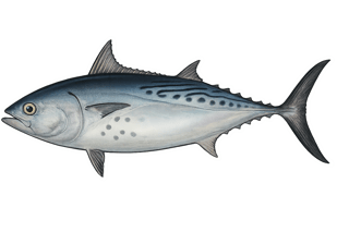 Thonine commune - Euthynnus alletteratus