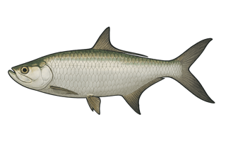 Tarpon - Megalops atlanticus