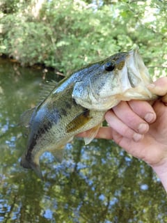 Avatar de GeminiFishing