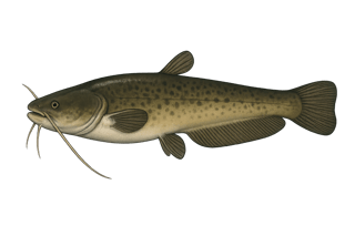 Silure d'Aristote - Silurus aristotelis