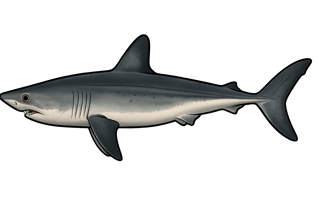 Requin taupe - Lamna nasus
