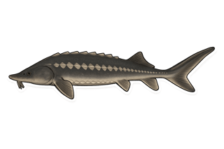 Esturgeon sibérien - Acipenser baerii