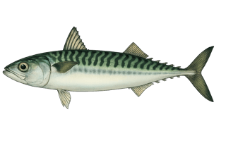 Maquereau commun - Scomber scombrus