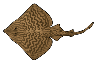 Raie brunette - Raja undulata