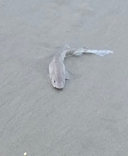 Avatar de jojolevrai