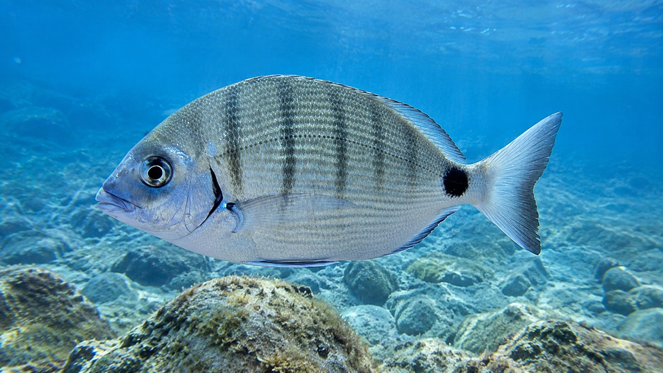 Sar