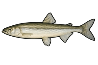 Éperlan - Osmerus eperlanus