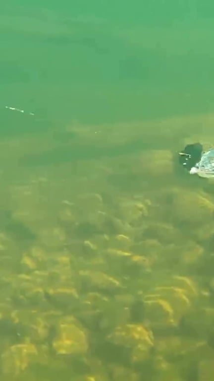 ChatterBait : Histoire et Secrets de ce Leurre Révolutionnaire