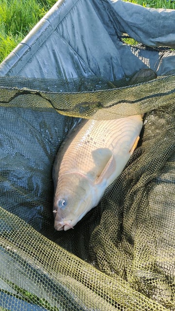 Image 13 — Débutant pêche a la carpe au coup