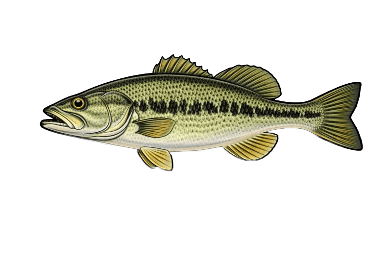 Black-bass (Micropterus salmoides) - poisson d'eau douce pouvant atteindre 70 cm