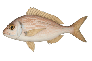 Pageot acarne - Pagellus acarne