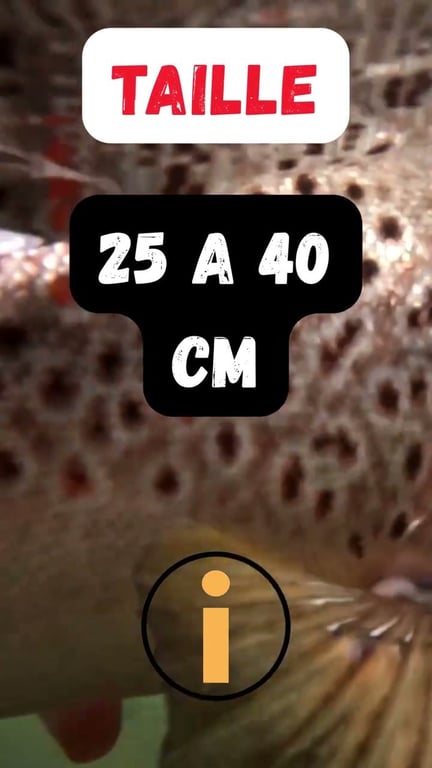 Truite Fario : Guide Complet pour Réussir sa Pêche