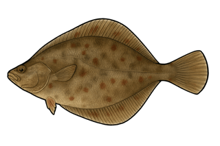 Flet commun - Platichthys flesus