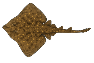 Raie bouclée - Raja clavata