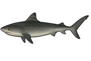 Requin tigre - Galeocerdo cuvier