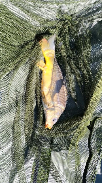 Image 3 — Débutant pêche a la carpe au coup