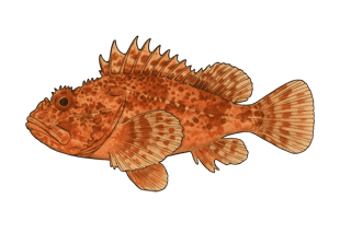 Rascasse rouge - Scorpaena scrofa
