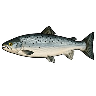 Saumon - Salmo salar